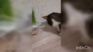 Как вылечить кота? Полисорб в помощь