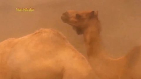 HATUBA KARAVAN Хатуба Караван