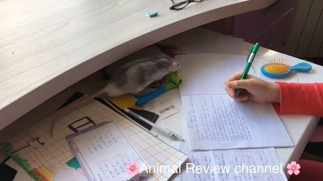 Как мы выгуливаем крысу