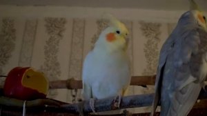 Карелла Чита