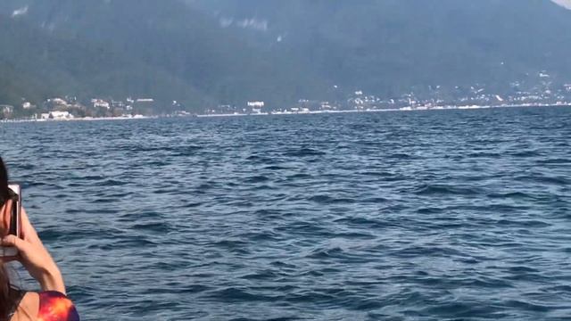 Пыались найти дельфинов смотреть онлайн