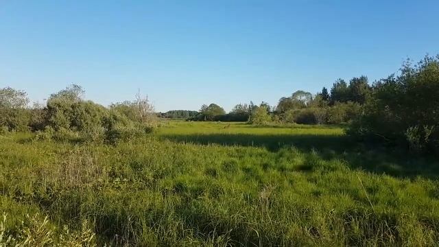Лось