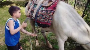 Как оседлать 🐎 Лошадь?