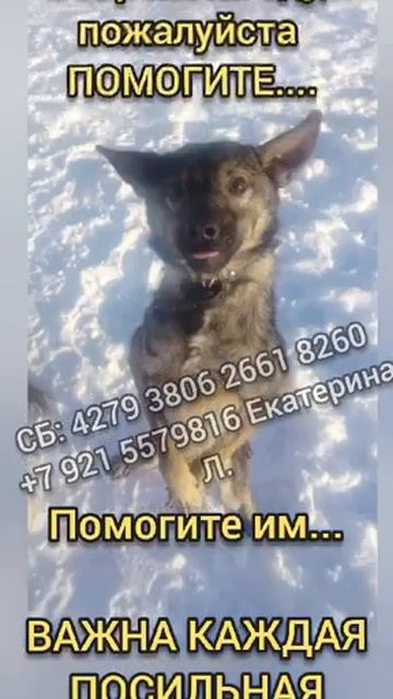 А когда мы будем кушать? "Мы же ЖИВЫЕ"🙏🏼 #накормисобаку #покормисобаку #всемпособаке #собакавдом