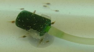 Пятидневный малёк Дискуса Кормление артемией