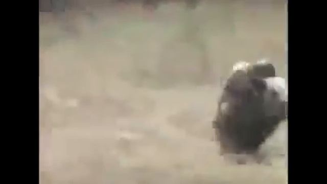 Неуловимые мстители! Обезьяны на кабане! смотреть онлайн