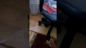 Хорьки веселятся по своему