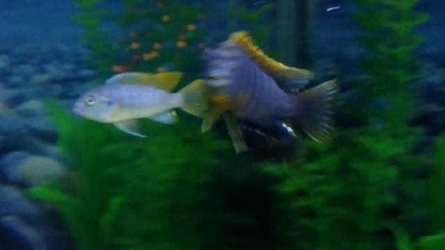 Maylandia emmiltos "Mphanga Rocks" смотреть онлайн