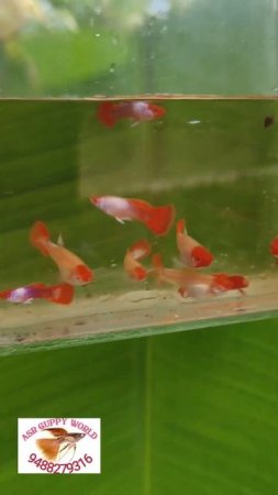 ASR GUPPY WORLD## ALBINO SILVARADO KOI