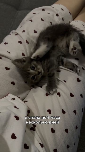 История спасенного котенка 🥹❤️ #котята #приют #втоп #бездомныеживотные смотреть онлайн