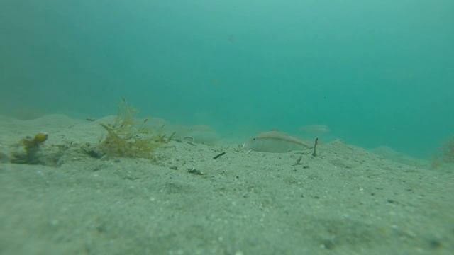 More goatfish - Blairgowrie смотреть онлайн