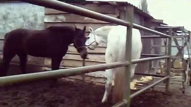 Милашки-коняшки))) смотреть онлайн