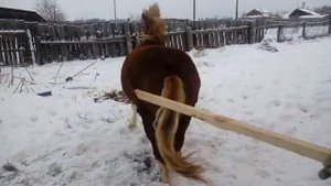Игривый жеребёнок