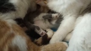 две кошки , два кота - вместе дружная семья!