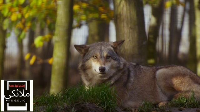 قصة إمرأة أنقذها ذئب من الجن العاشق الذي كان يتلبس بها ! قصه واقعيه ! смотреть онлайн