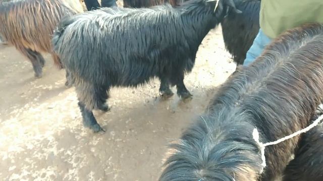 ХОЖЕЛИ МАЛ БАЗАР XOJELI MAL BAZAR 22МИЛЛИОНЛЫК БУКА