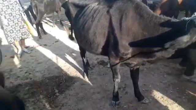 Шовот пир мол бозор моллор нархи 1 Сентябрь