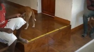 A Day in the Life of an Animal Rescue Volunteer Mango Worm Edition