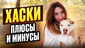 Плюсы и минусы ХАСКИ . Стоит ли заводить Сибирскую хаски