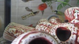 Самцы гуппи Эндлера в креветочнике