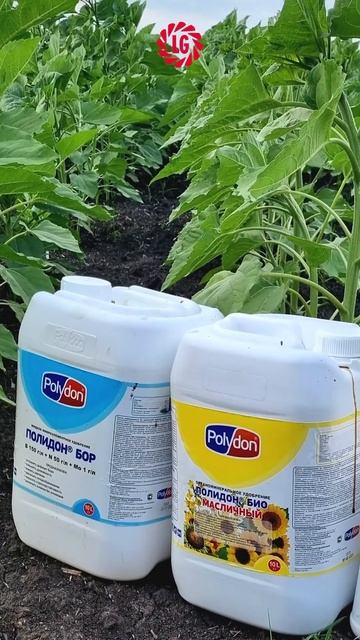 🌻Обработка демопосевов #limagrain #гибриды #подсолнечник #селекция #фунгициды #посевы #lg_seeds