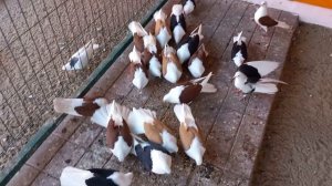 голуби самары . трезвый, скучный обзор !