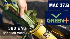 МАС 37.В: высокопродуктивный гибрид на зерно и на силос