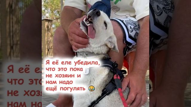 Ищем лучший в МИРЕ ДОМ 🙏 #аляска  #помощьбездомнымживотным #собакасисторией #семья #непокупайприюти