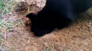 Отдых с собакой