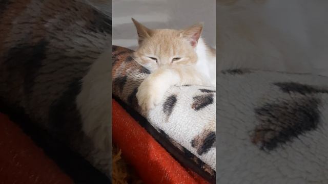 кошечка