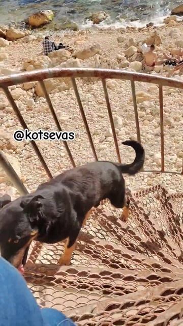 Собакен самостоятельно спустилась, потом нас дождалась сопроводила и пошла по своим делам. #собакен