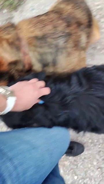 Боцман и Мухтар #собаки