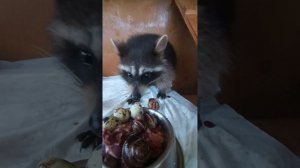 ЕнотоЁж #енотилюша #помощьбездомнымживотным #ямыилюша #анапа