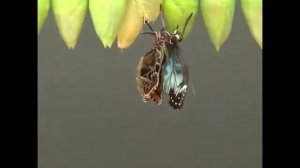 Появление бабочки