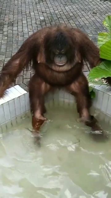 Что делает обезьяна? Стирает перчатки?/ In gives! What does the monkey do? Washes the gloves?#short смотреть онлайн