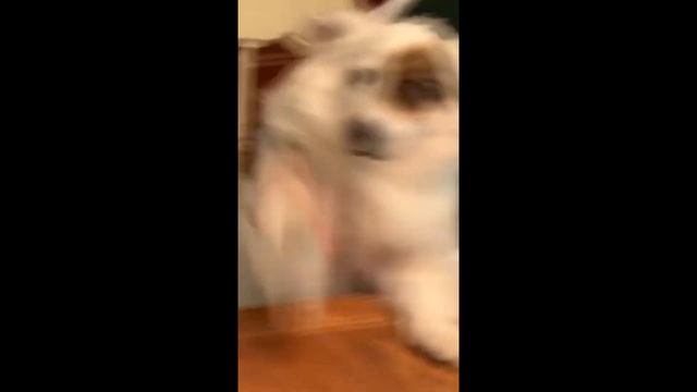 Монтаж – БРИНГ МИ Э СЭНДВИЧ, БИЧ! смотреть онлайн