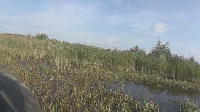 Не рассмотрев назвал свиязем,а оказалось при рассмотрении серой уточкой... смотреть онлайн