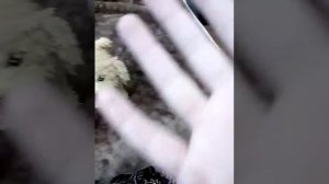 Новые игрушечные дог блогеры знакомство