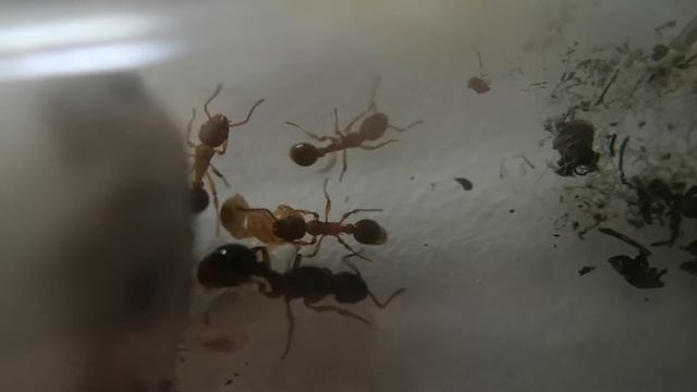 Myrmica schencki Kolonie #1 смотреть онлайн
