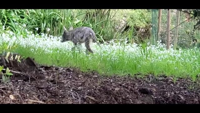 Lost Dog got wild, or wolf/hyena hybrid, Dutch sheppard, or dingo? смотреть онлайн