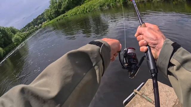 megabass lates  coloris waka ayu perche de 31 cm de laulne megabass