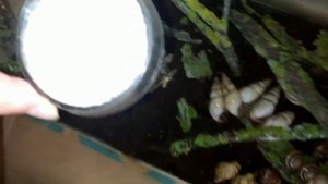 Улитки.Заселение древесников.