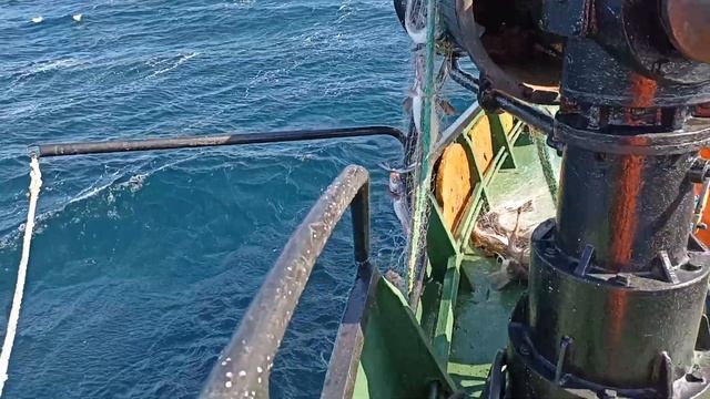 рыба минтай треска смотреть онлайн