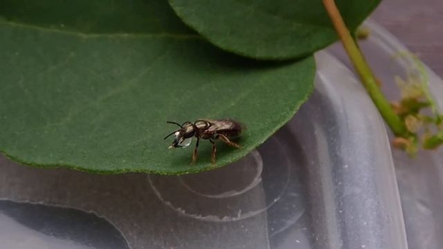 Lasioglossum смотреть онлайн
