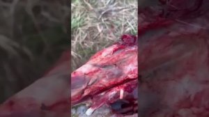 Голова лося, охота в Якутии #охота#Якутия#лось#лес#черьви,#еда