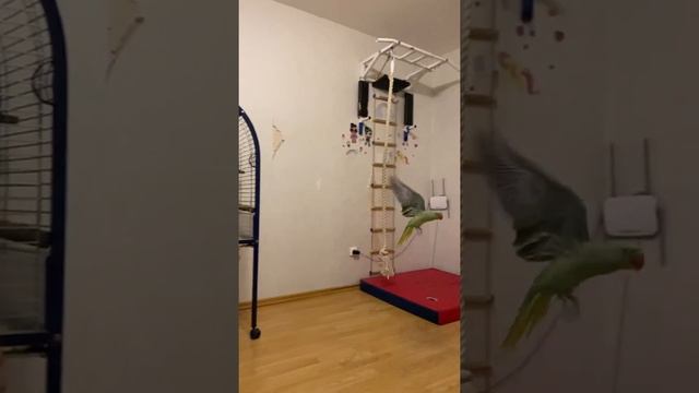 Полёт зелёного красавца в замедленном режиме. #попугай #попугаи #parrot #parrots #корелла смотреть онлайн