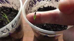 Всходы ели из семян