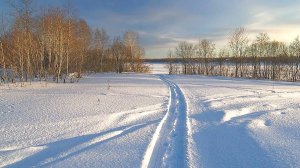 Зимний лес.