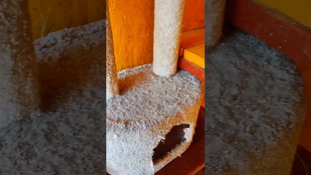 Уборка домика кошек после зимы/ Твикс любит покушать/ С Днём ПОБЕДЫ смотреть онлайн