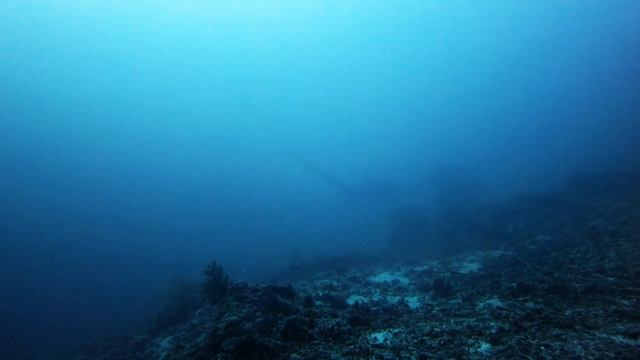 Thresher Shark @ Malapascua смотреть онлайн